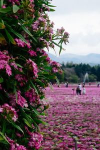 Close-up of pink flowering plants in park