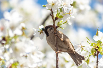 Low angle view of bird perching on cherry blossom 