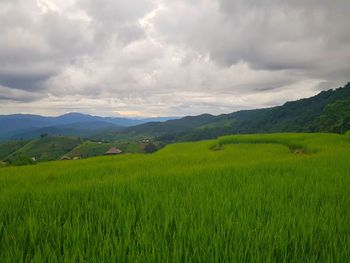 Scenic view of agricultural field against sky