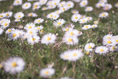 Close-up of white daisy flowers on field