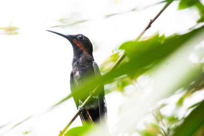 Close-up of bird perching on tree