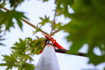 Low angle view of bird perching on tree