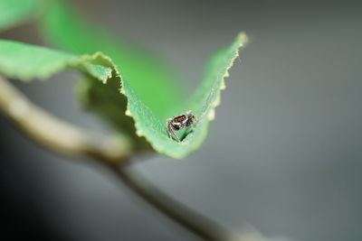 Close-up of insect on leaf