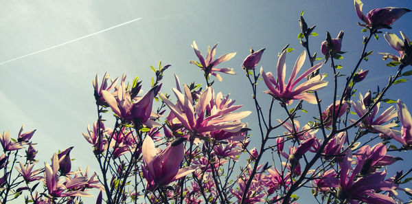 Low angle view of pink flowering plants against sky