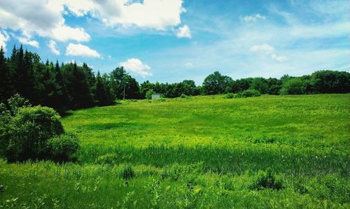 Trees on grassy field