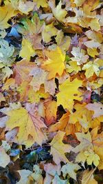 Leaves in autumn