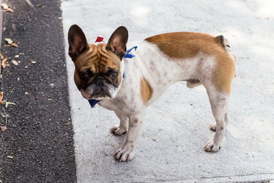 High angle view of dog standing on floor in city