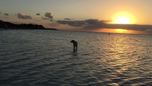 Silhouette man in sea against sky during sunset