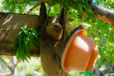 Close-up of sloth sleeping on tree