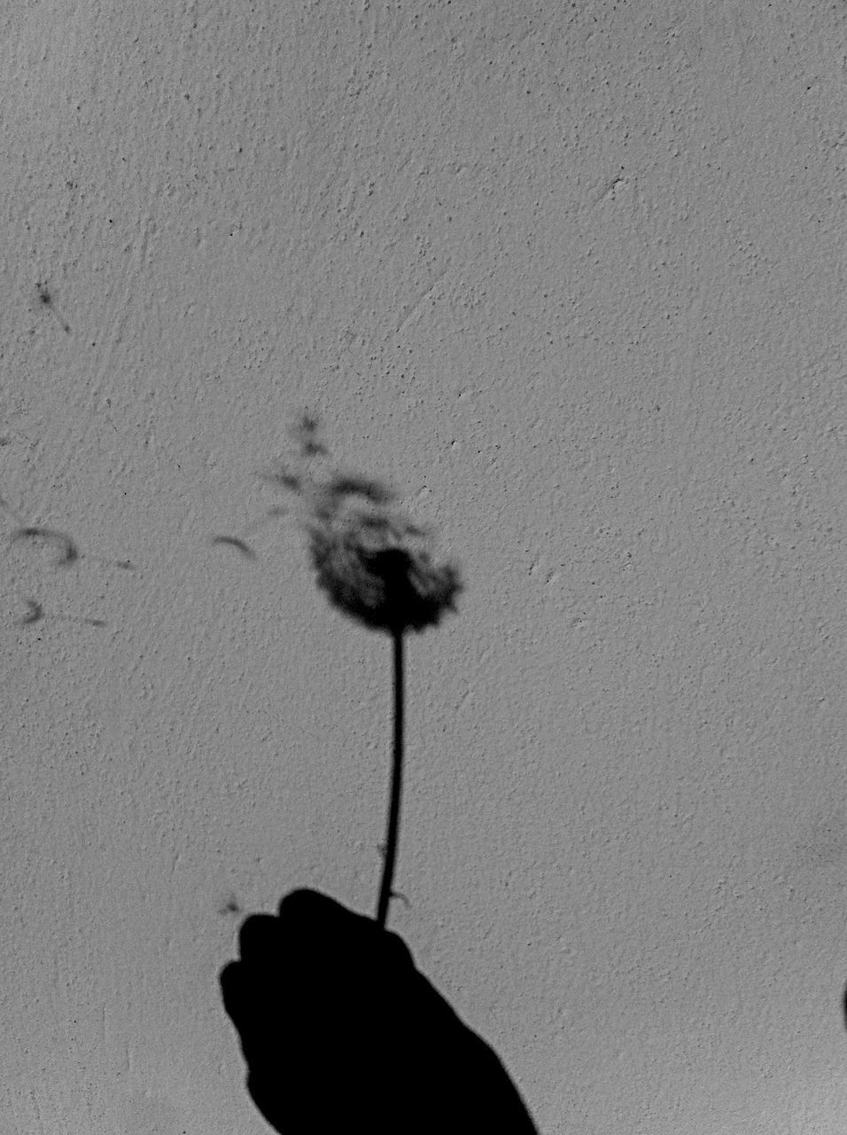 one person, shadow, high angle view, close-up, person, stem, flower, part of, copy space, fragility, holding, unrecognizable person, day, nature, sunlight, outdoors, white color, wall - building feature, dandelion
