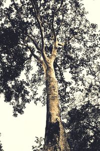 Low angle view of tree