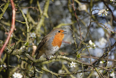 Close-up of bird perching on branch