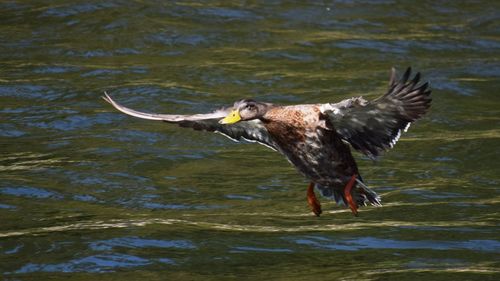 Close-up of eagle flying over lake