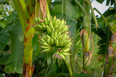 Close-up of banana tree