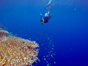 Scuba diver swimming in sea