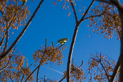 Low angle view of bird perching on tree