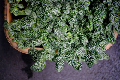 High angle view of leaves on plant