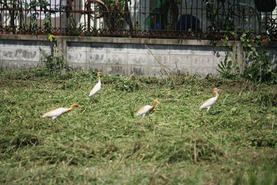 Flock of birds on grass