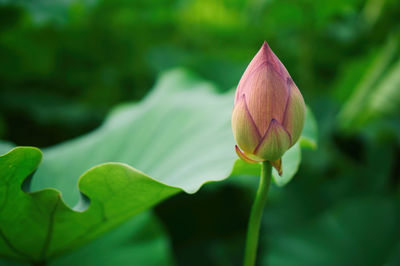 Close-up of purple lily blooming outdoors