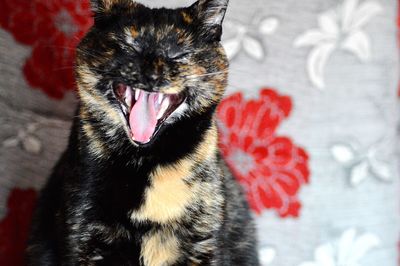 Close-up of cat yawning