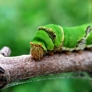 Close-up of insect on leaf