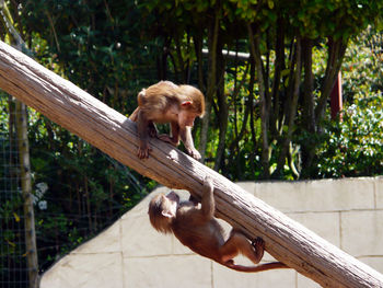 Monkey sitting on tree in zoo
