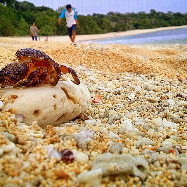 sand, beach, animal themes, leisure activity, lifestyles, animals in the wild, nature, full length, men, walking, wildlife, incidental people, outdoors, day, shore, water, sunlight, selective focus