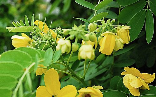 Close-up of yellow flowers