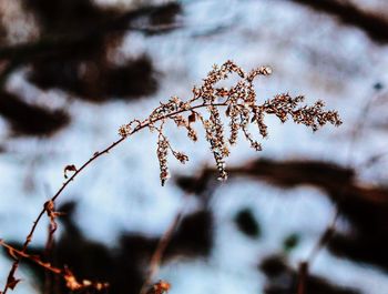 Close-up of snow on plant