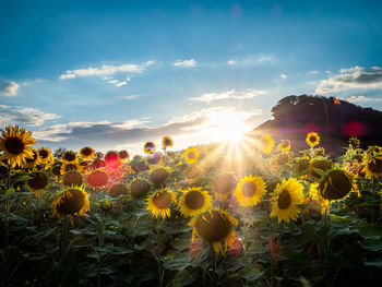 Scenic view of sunflower field against sky
