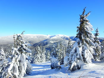 Snow covered tree against clear blue sky