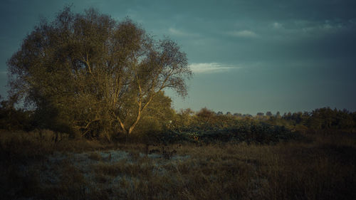 Trees on field against sky