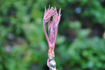 Close-up of peony new leaves sprouting