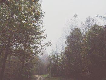 Trees in forest