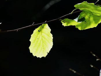 Close-up of insect on leaves