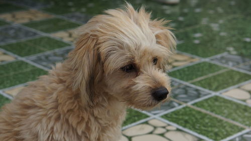 Close-up portrait of a dog