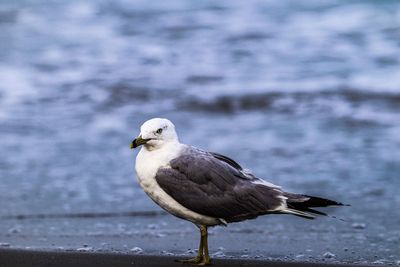 Close-up of seagull perching on a beach