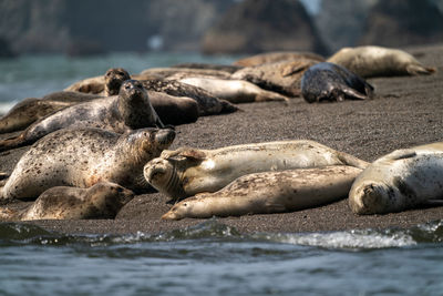 Harbor seals resting on the beach at the edge of the pacific ocean in northern california.