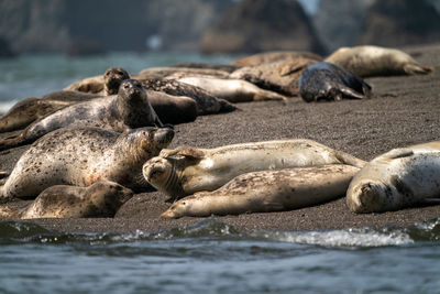 Close-up of seal