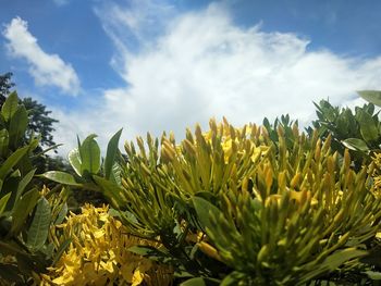 Close-up of yellow flowering plants against sky