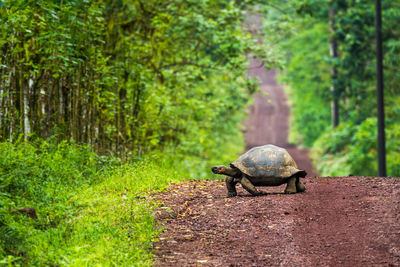 Tortoise on field in forest