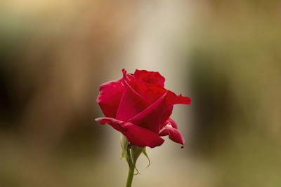 Close-up of red rose