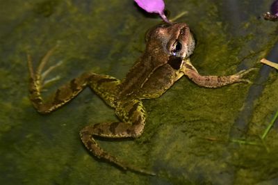 Close-up of frog on branch