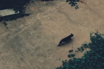 High angle view of bird on shadow