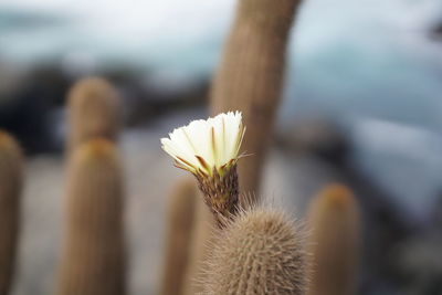 Close-up of succulent plant