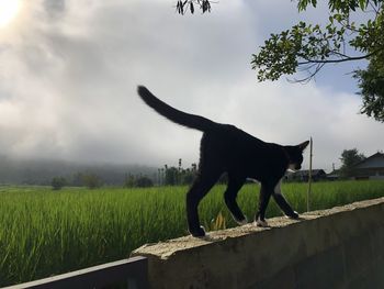 Horse standing in a field