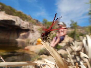 Close-up of insect