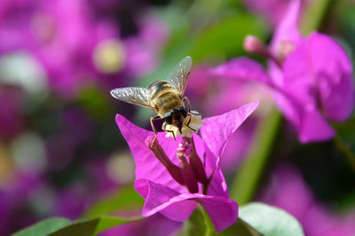 Close-up of insect on pink flower