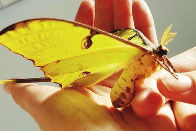 Close-up of butterfly on hand