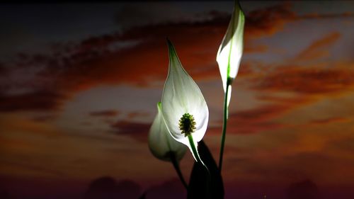 Close-up of flower on plant during sunset